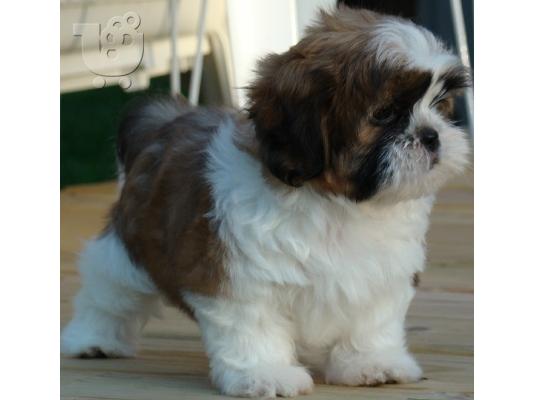 PoulaTo: Shih tzu καθαρόαιμα